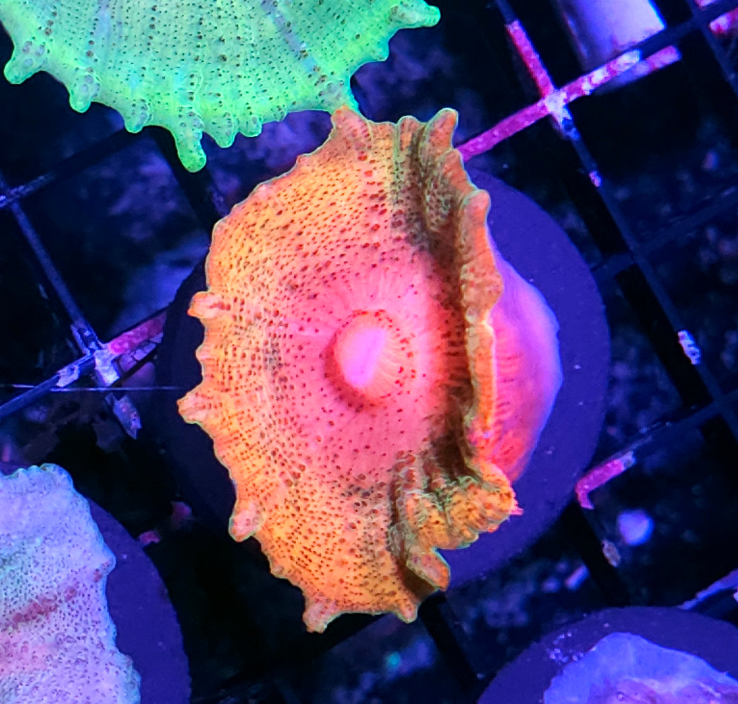 Total Insanity Neglecta Umbrella Mushroom