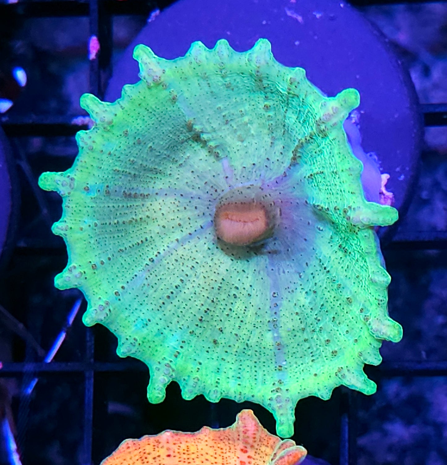 Total Insanity Neglecta Umbrella Mushroom