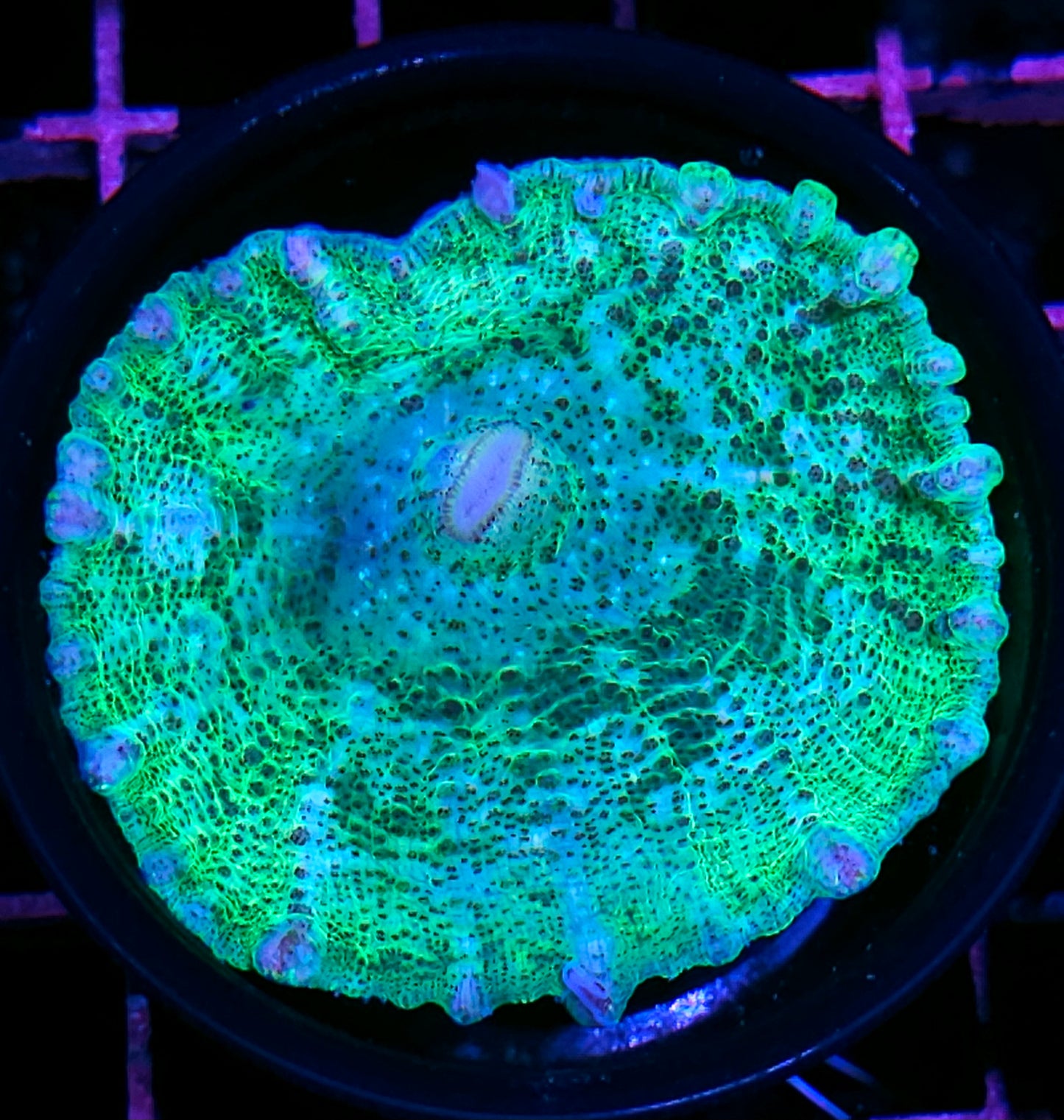 Total Insanity Neglecta Umbrella Mushroom
