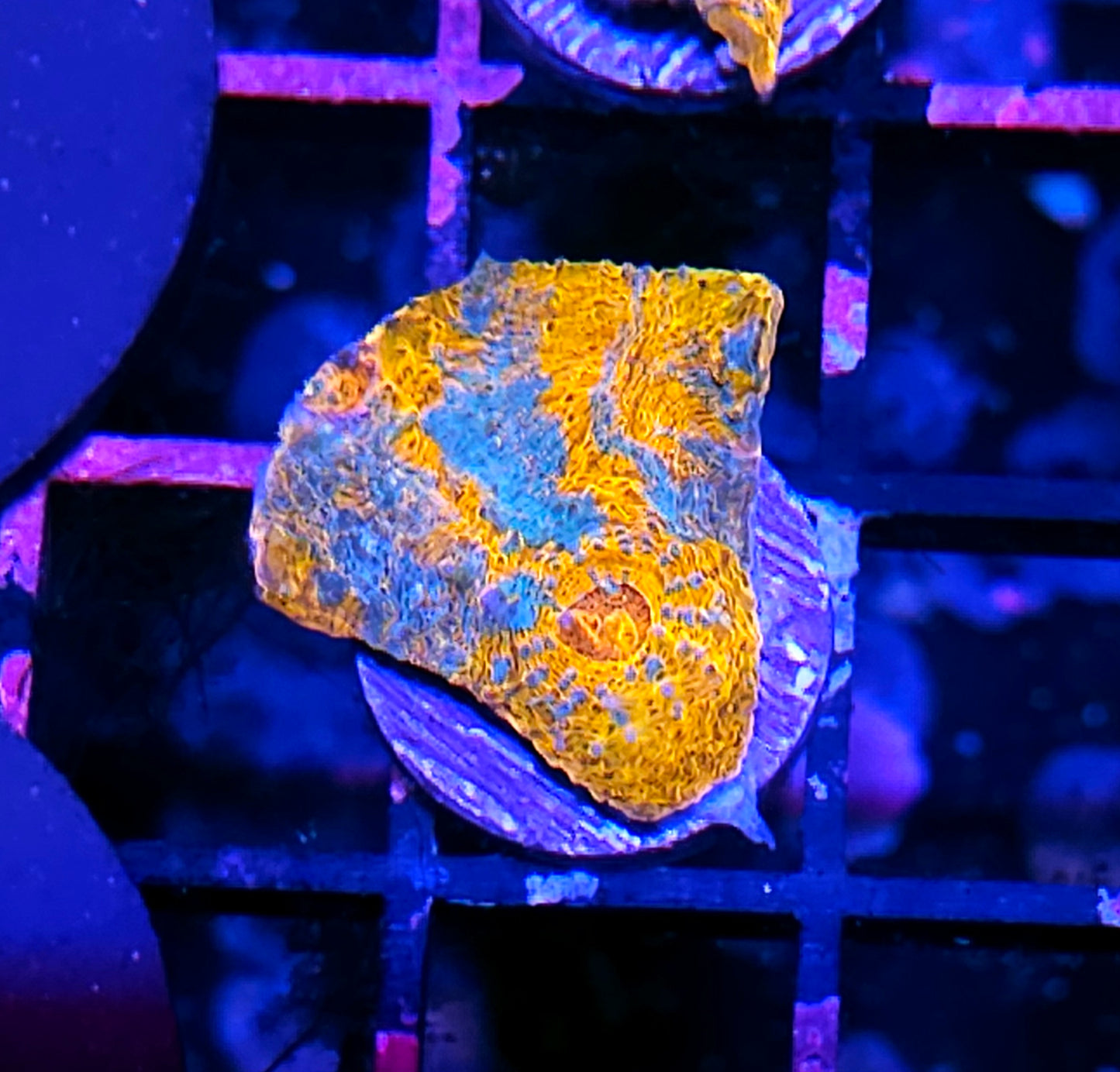 HF Tsunami Chalice