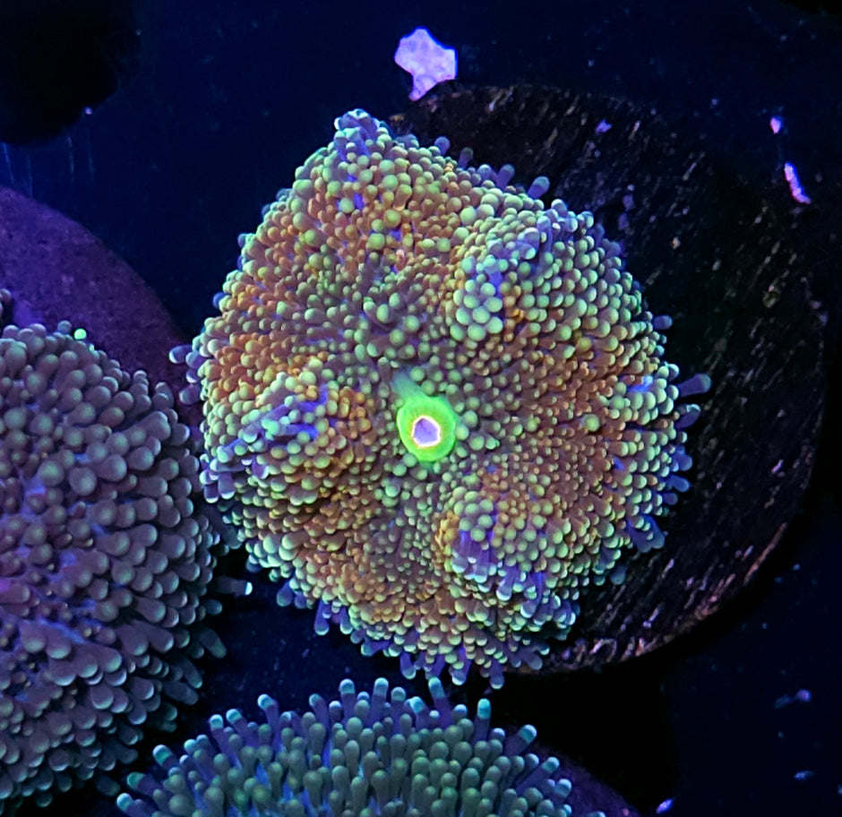 Trippy Ricordea