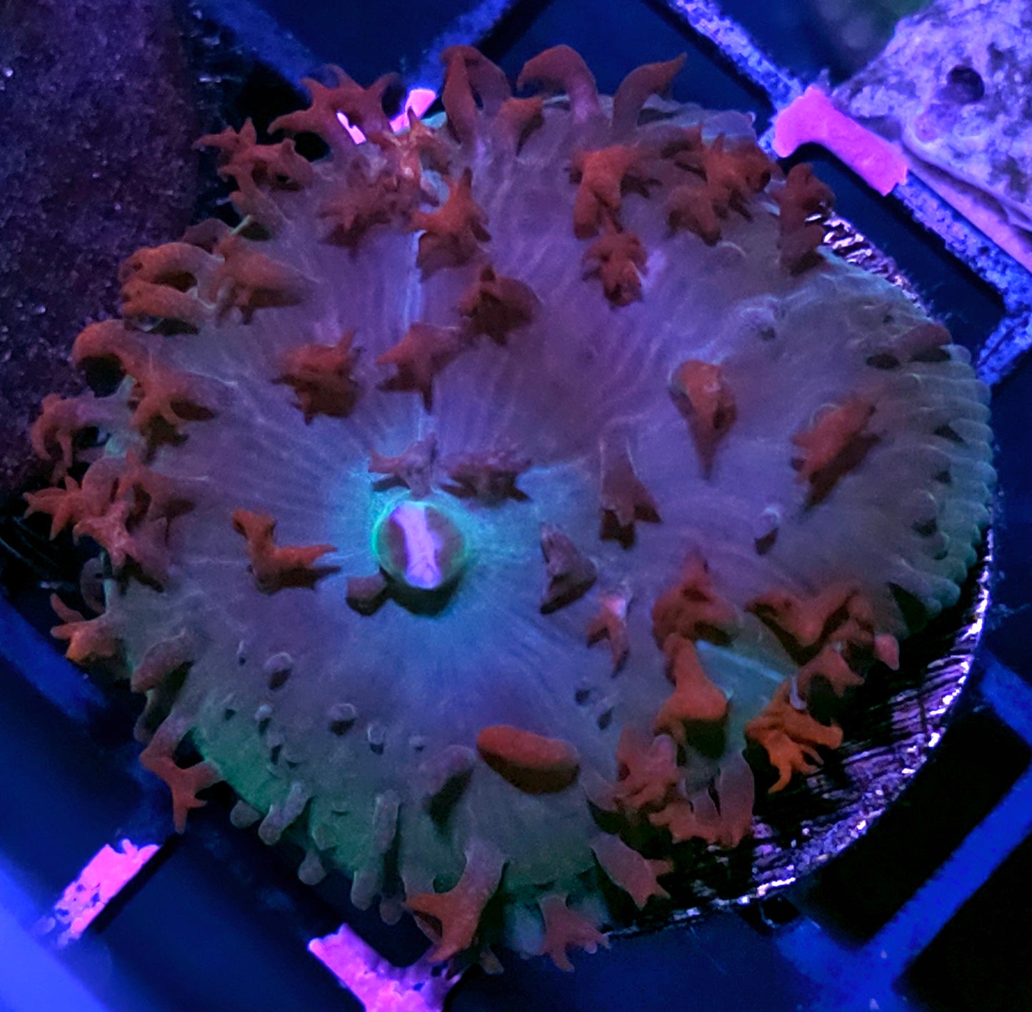 Ophelix St Thomas Mushroom