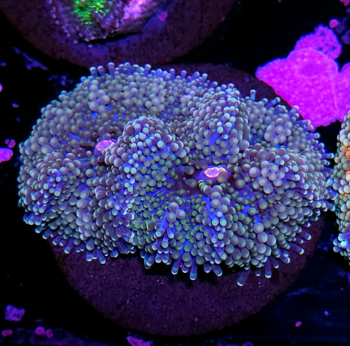 Blue Nitro Ricordea