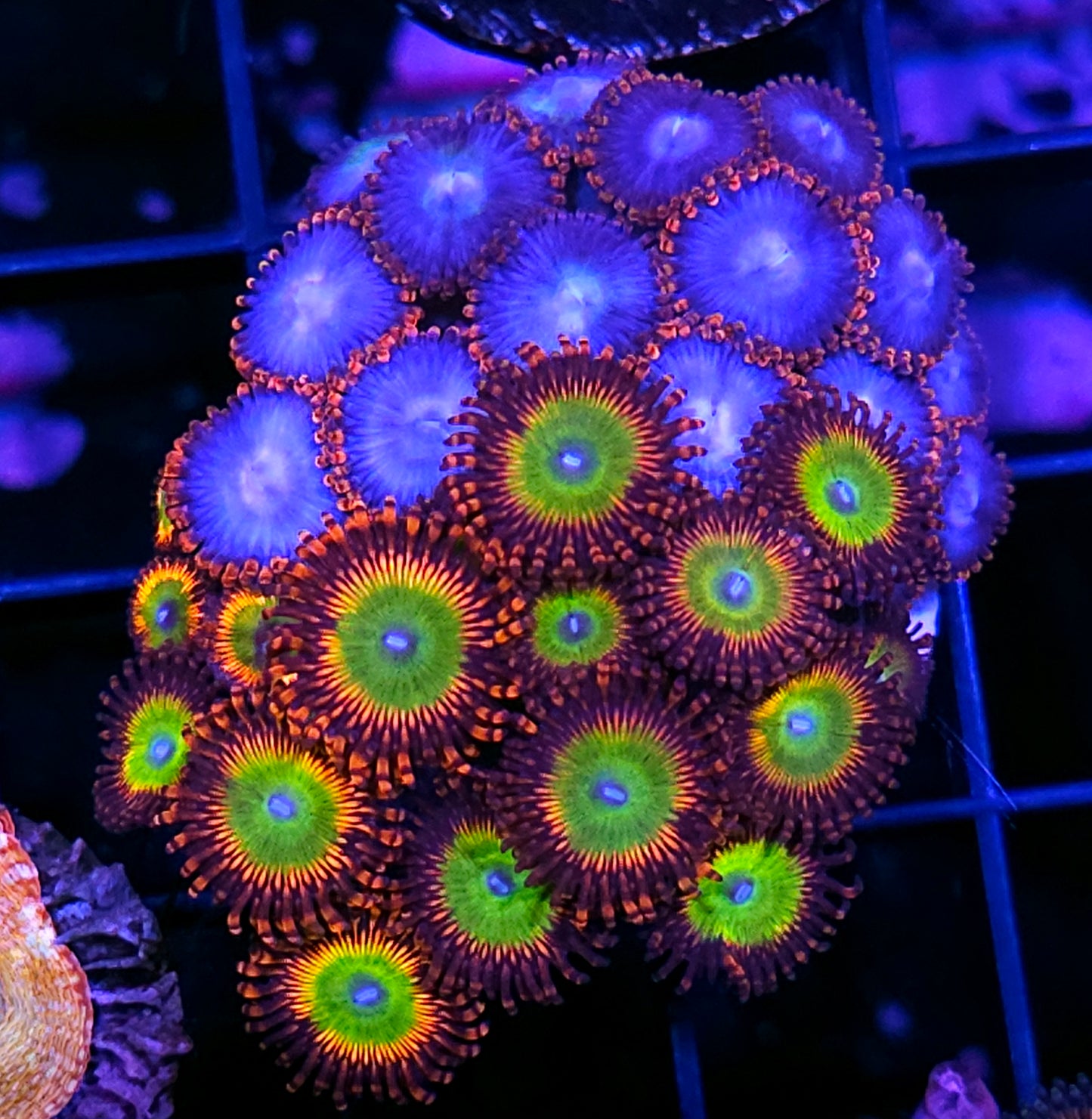 Holy Shit Mix Zoa Colony