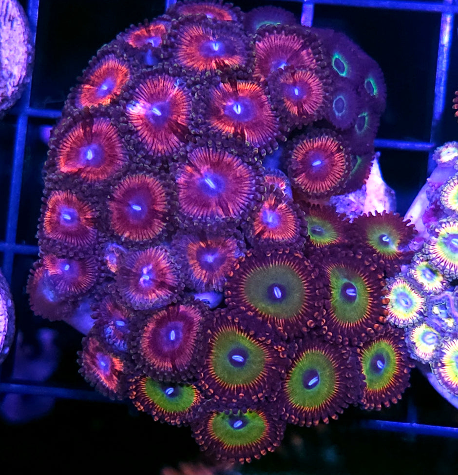 Holy Shit Mix Zoa Colony