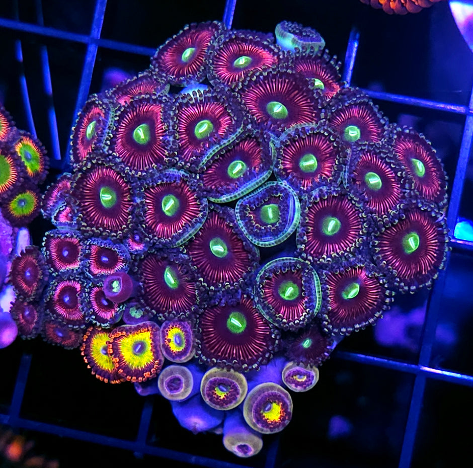 Holy Shit Mix Zoa Colony