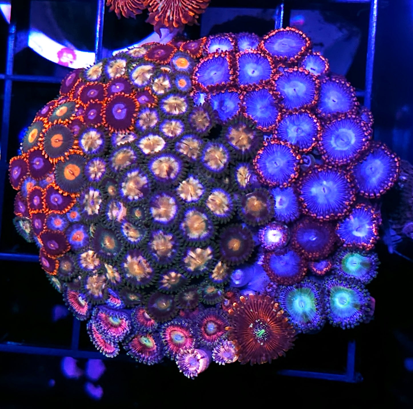 Holy Shit Mix Zoa Colony