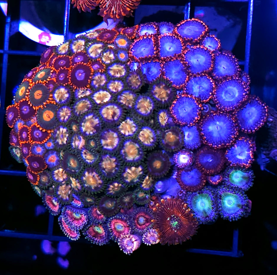 Holy Shit Mix Zoa Colony