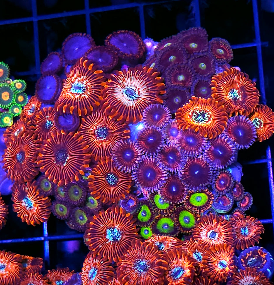Holy Shit Mix Zoa Colony