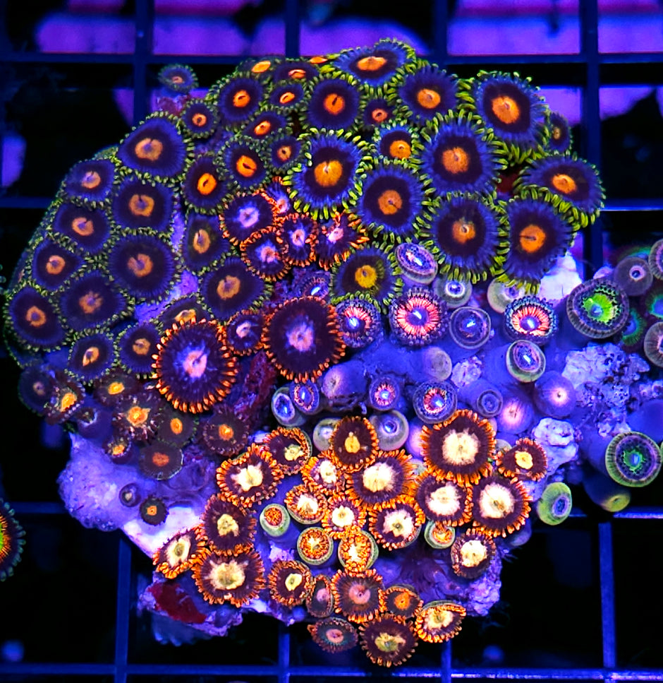 Holy Shit Mix Zoa Colony
