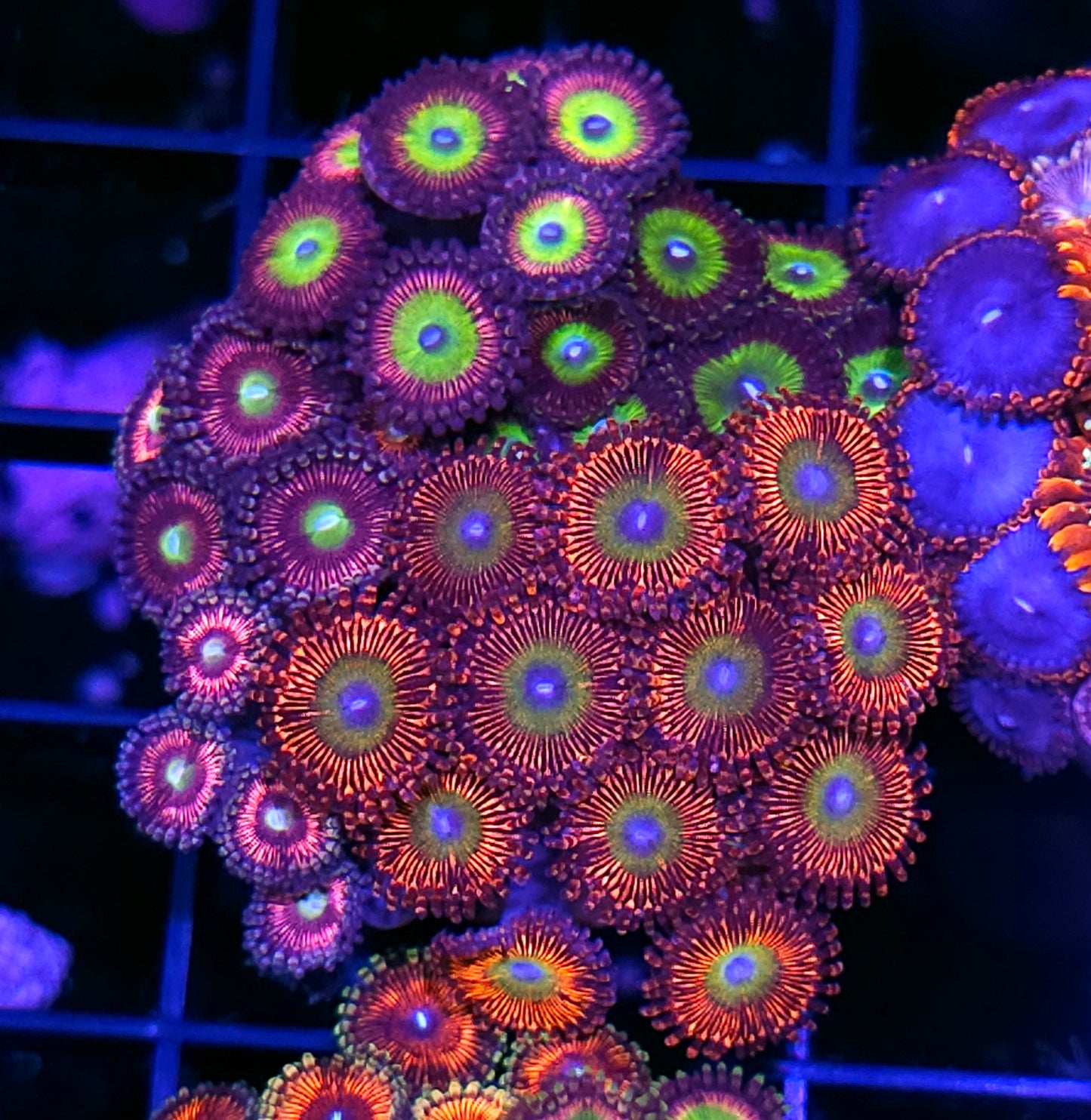 Holy Shit Mix Zoa Colony