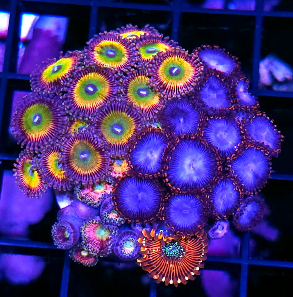 Holy Shit Mix Zoa Colony