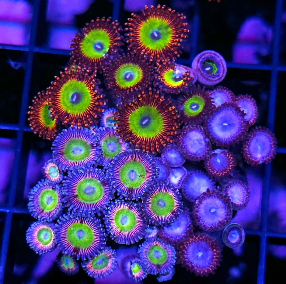 Holy Shit Mix Zoa Colony