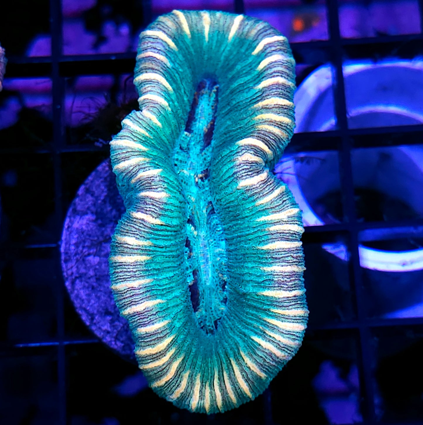 Crazy Trachyphyllia