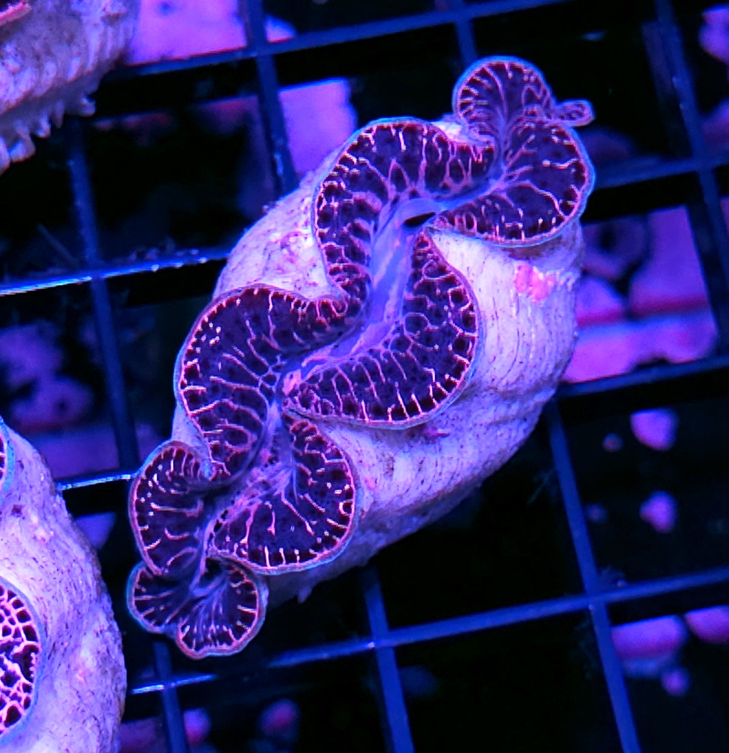 Epic Maxima Clam