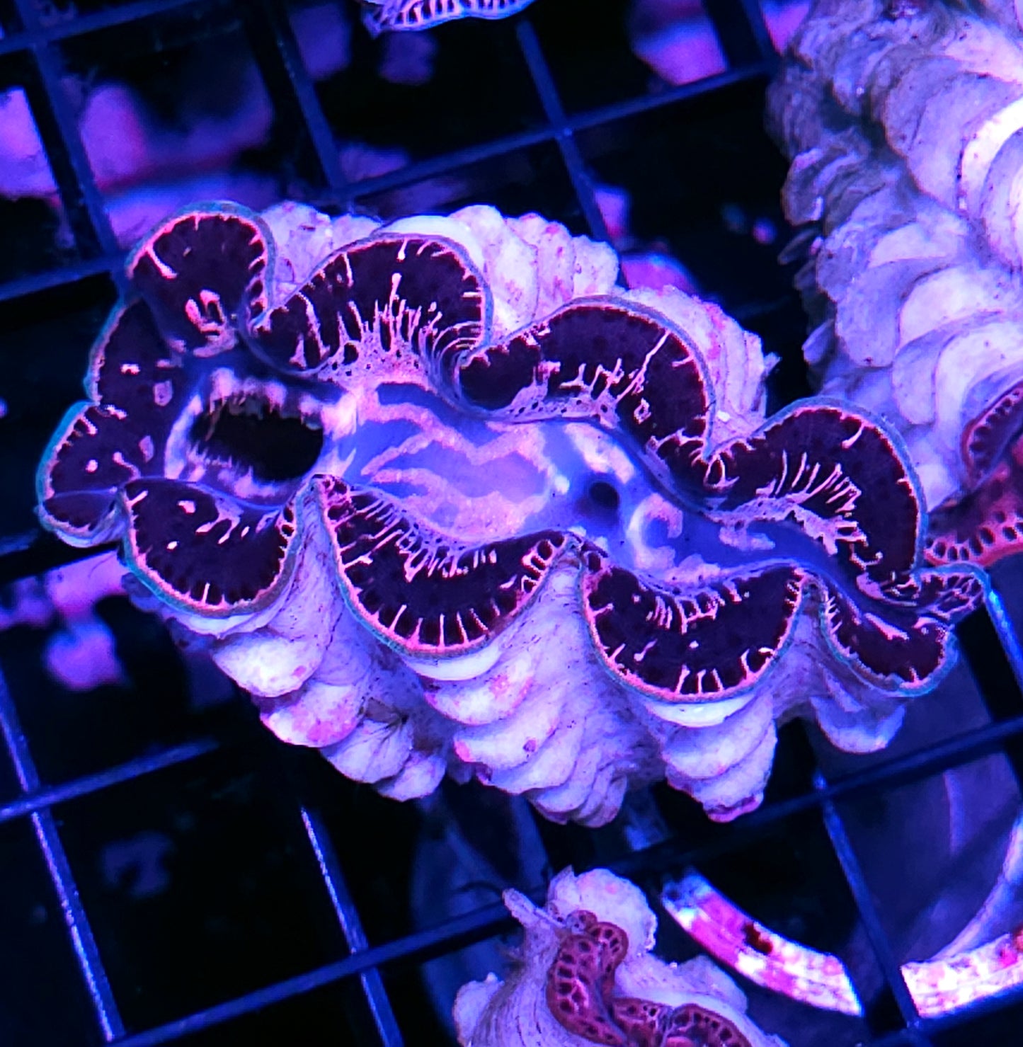 Epic Maxima Clam