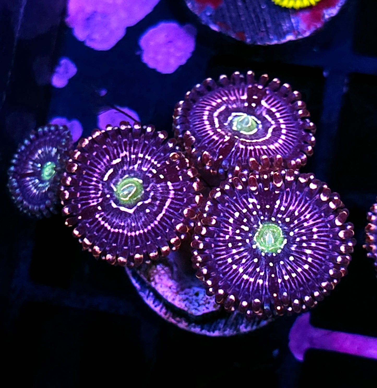 HF Snow Globe Zoas