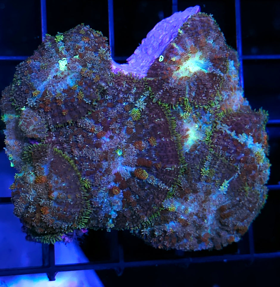 Hobbit Bounce Mushroom Colony