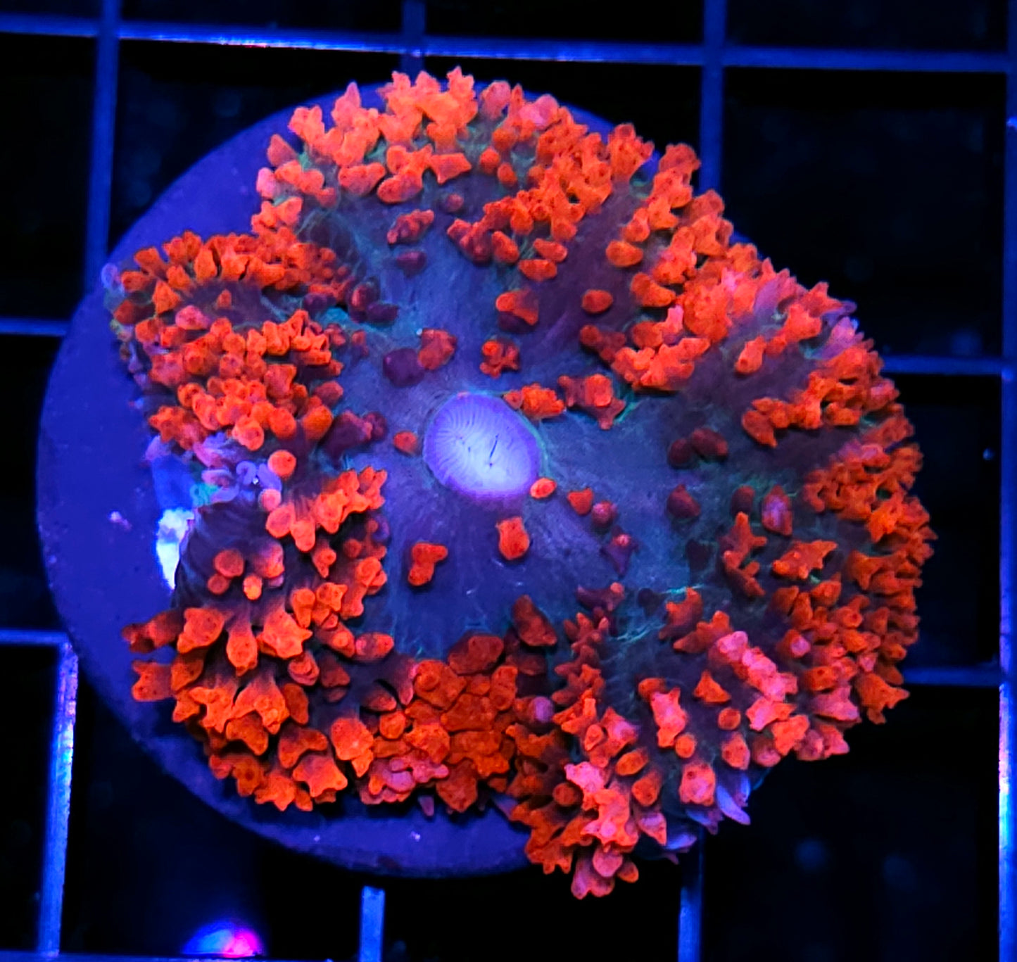 Lil Red Corvette St Thomas Mushroom