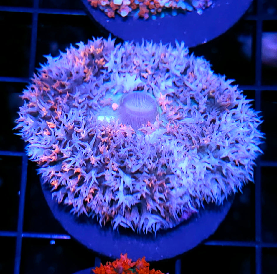 Abominable Snowman St Thomas Mushroom