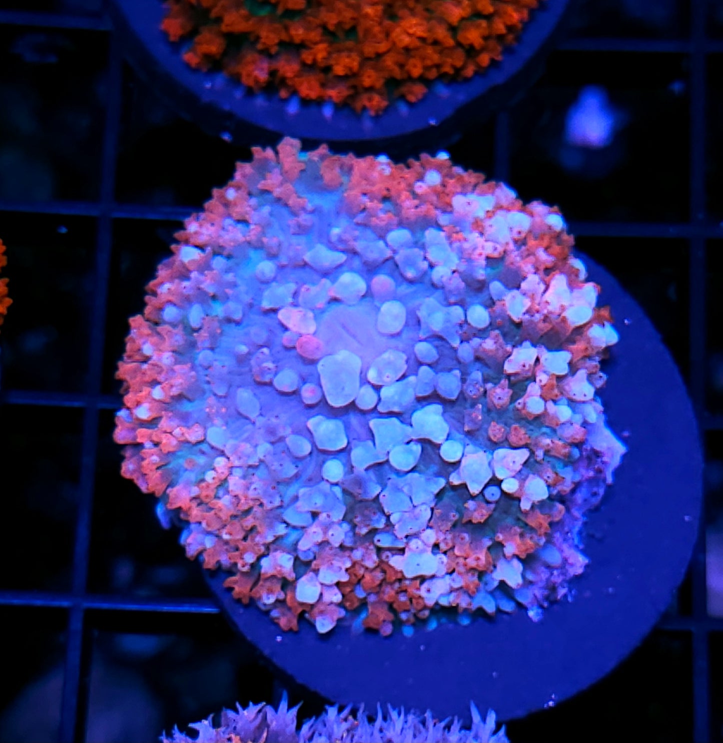 Boneyard St Thomas Mushroom