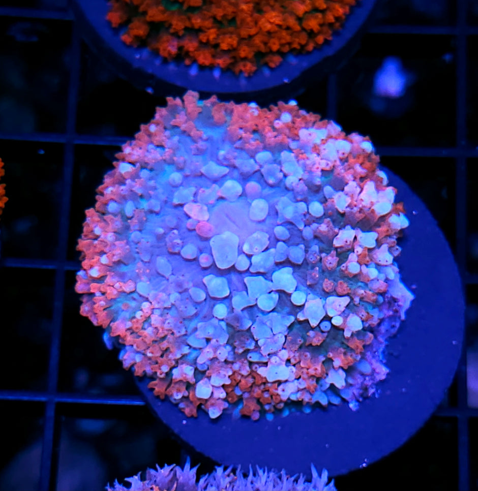 Boneyard St Thomas Mushroom