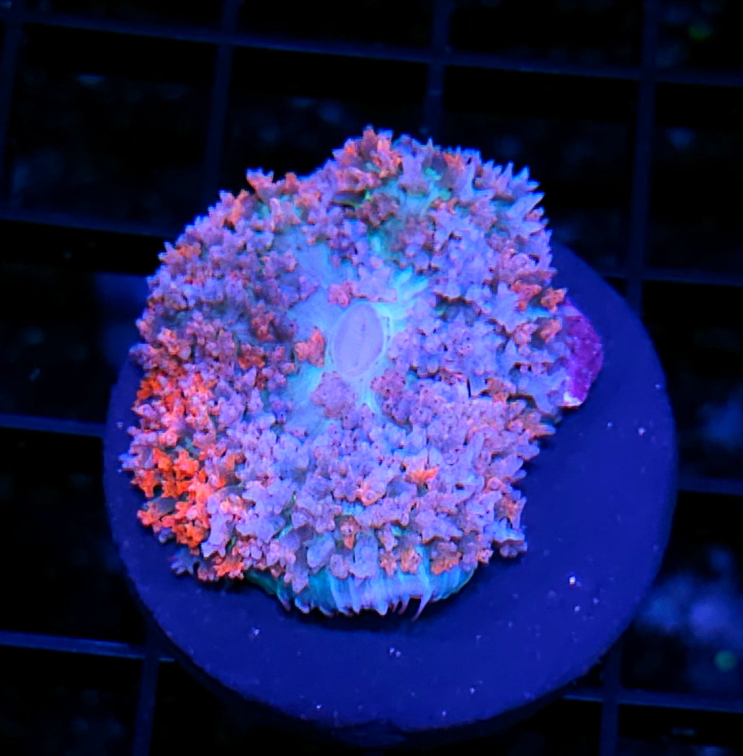 Date Night St Thomas Mushroom