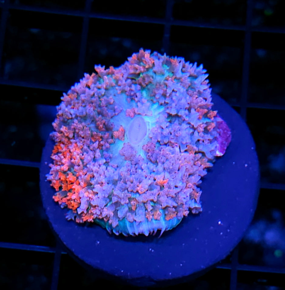 Date Night St Thomas Mushroom