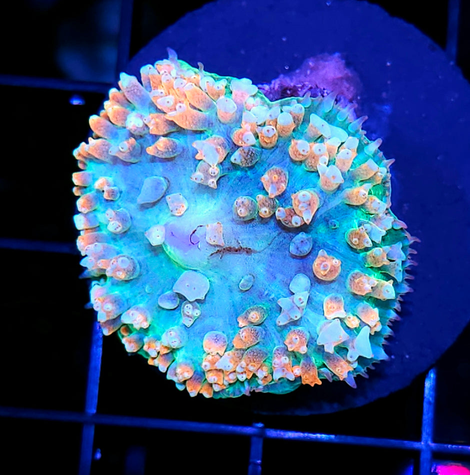 Paradise St Thomas Mushroom