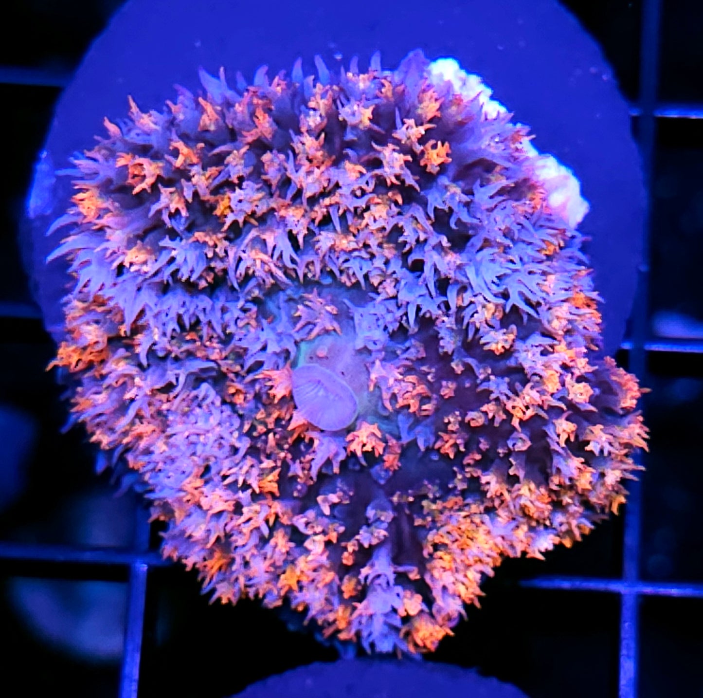 Shaman St Thomas Mushroom