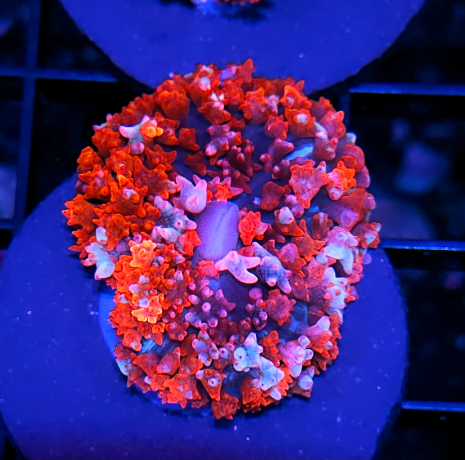 Duke Nukem St Thomas Mushroom