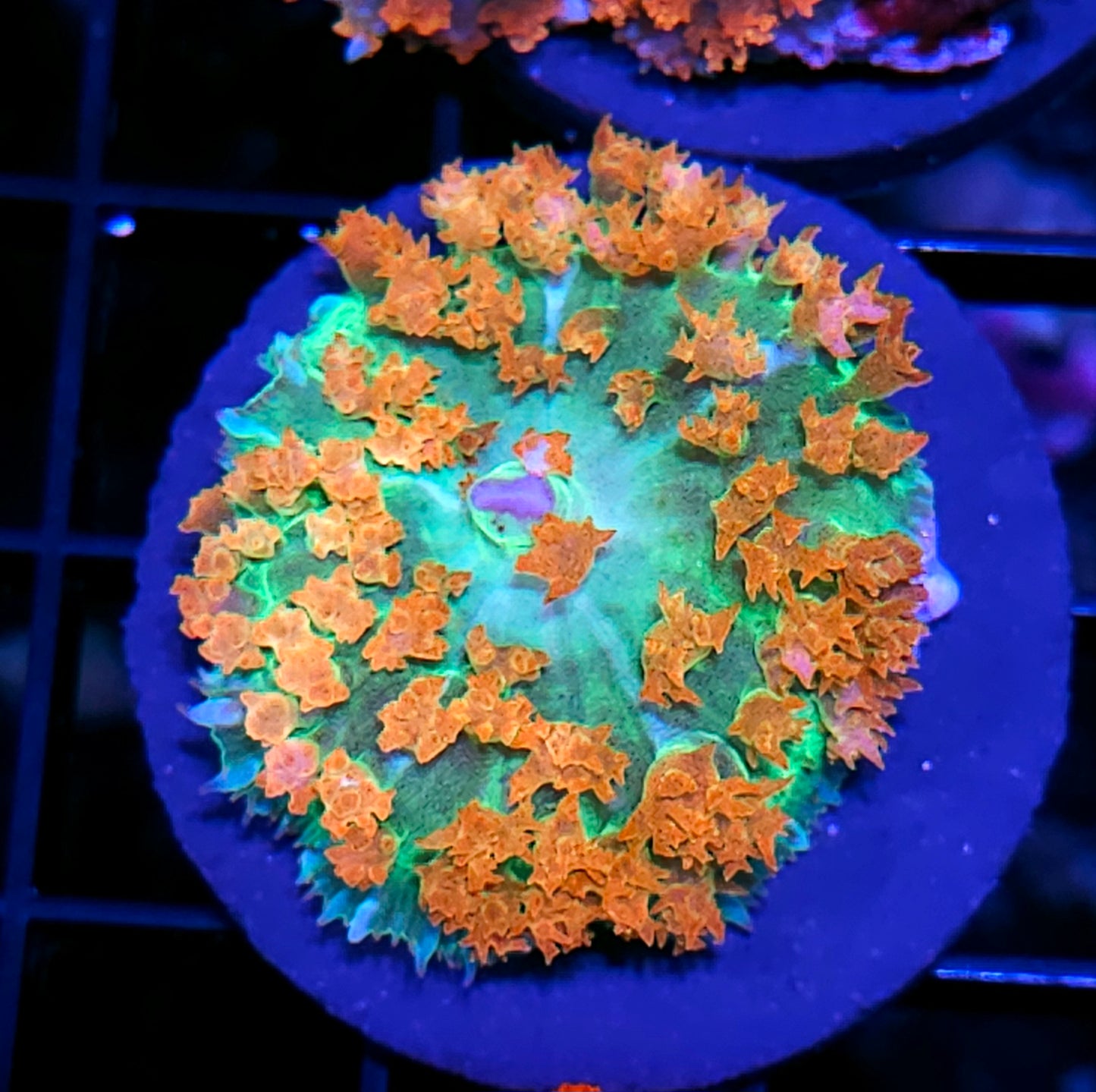 Dragon Fires St Thomas Mushroom