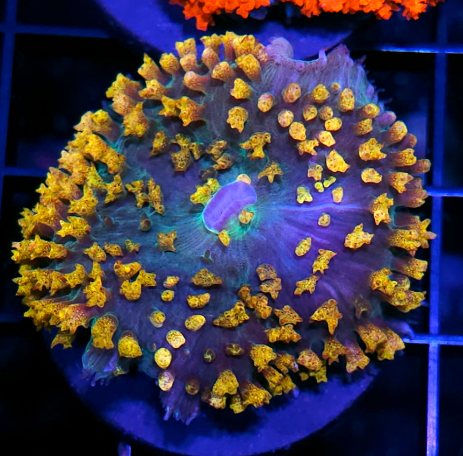 Voodoo St Thomas Mushroom