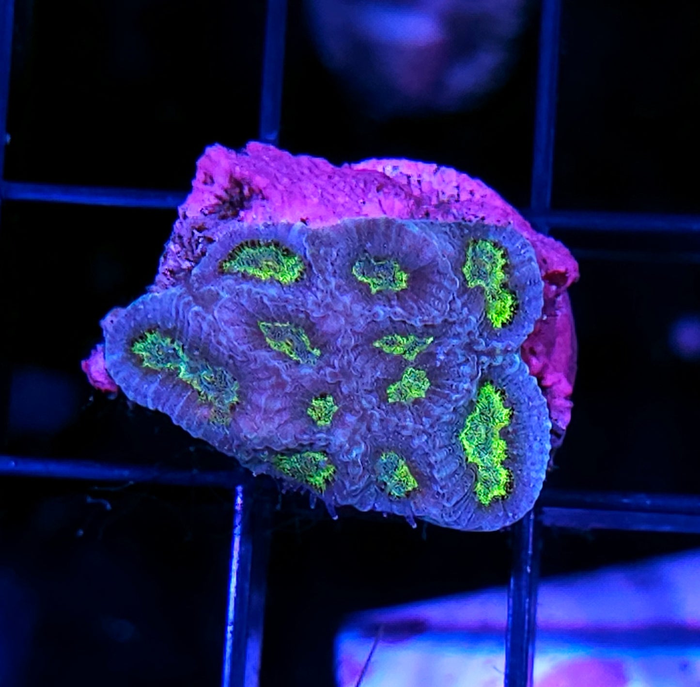 Alien Invasion Favia