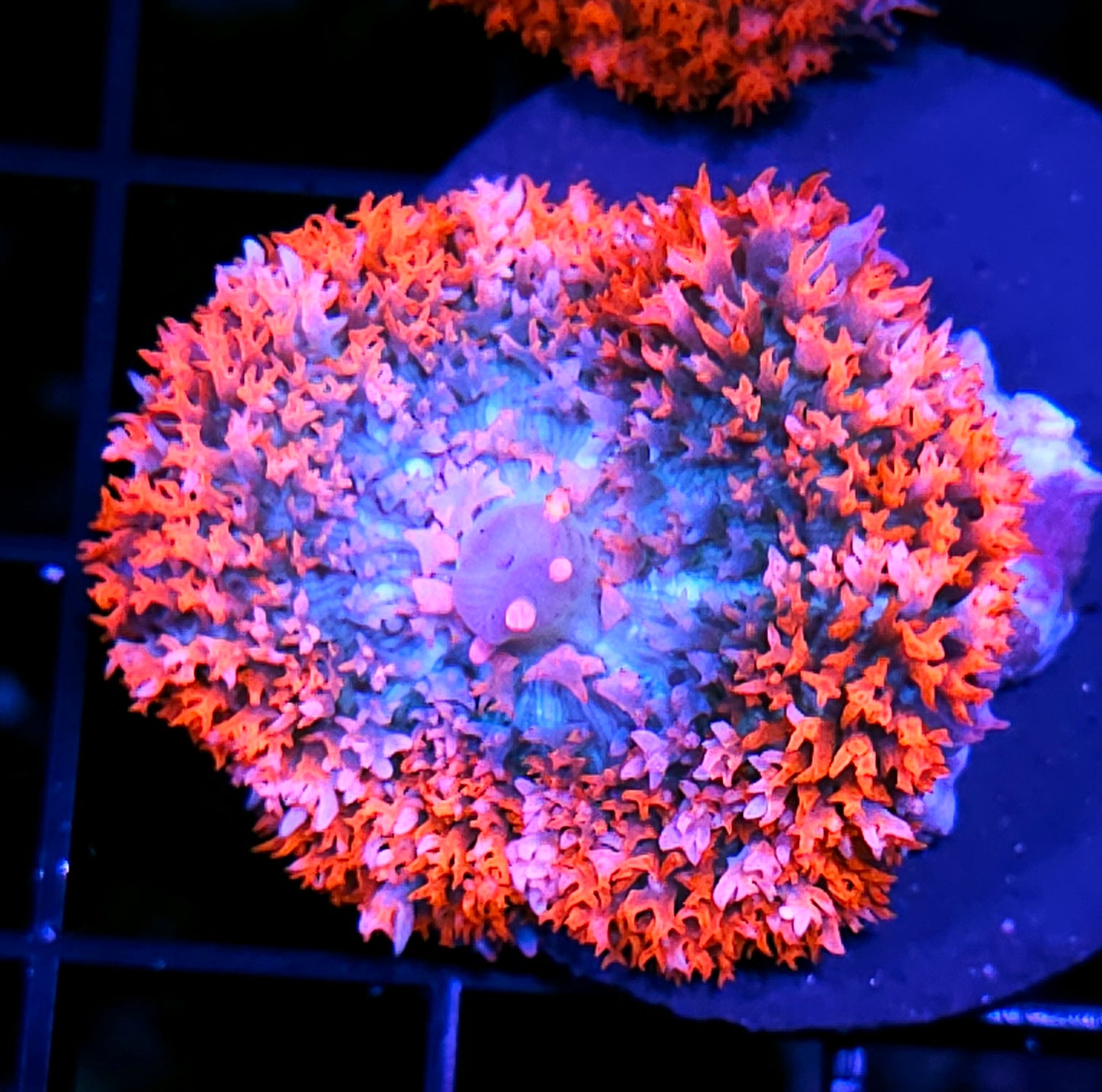 Cherry Frosty 🍒 St Thomas Mushroom