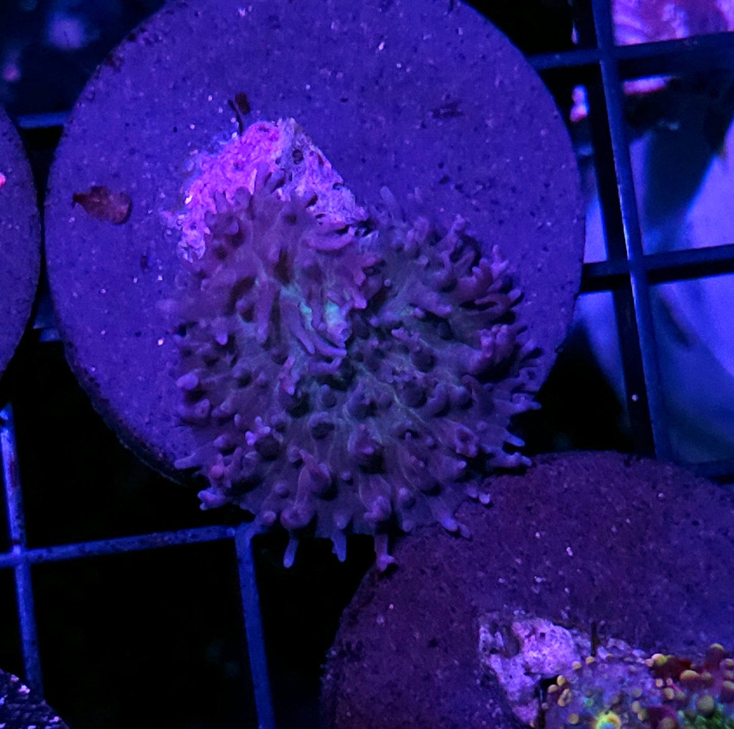 Purple Spike Mushroom