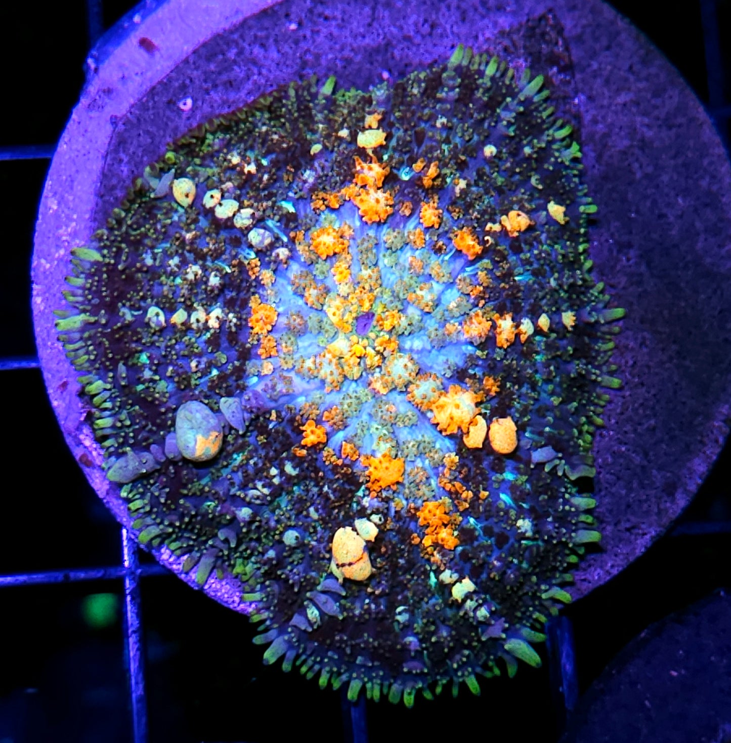2.5" Powerball Bounce Mushroom 💪🤯