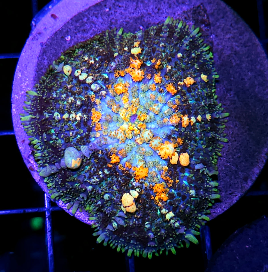 2.5" Powerball Bounce Mushroom 💪🤯