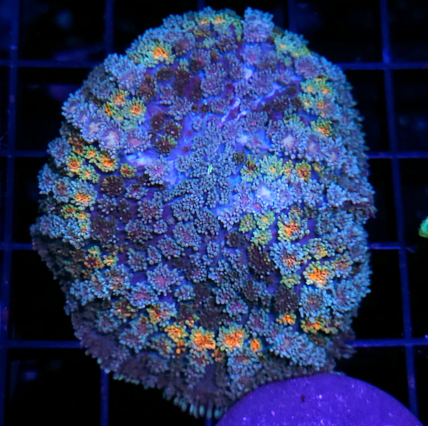 4" HF Thundercats Pom Pom Mushroom