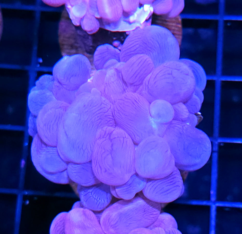 Blue Bubble Coral