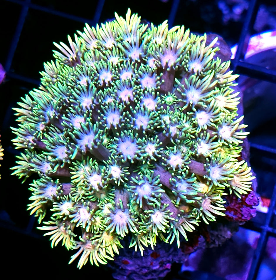 Quantum Particles Goniopora Colony