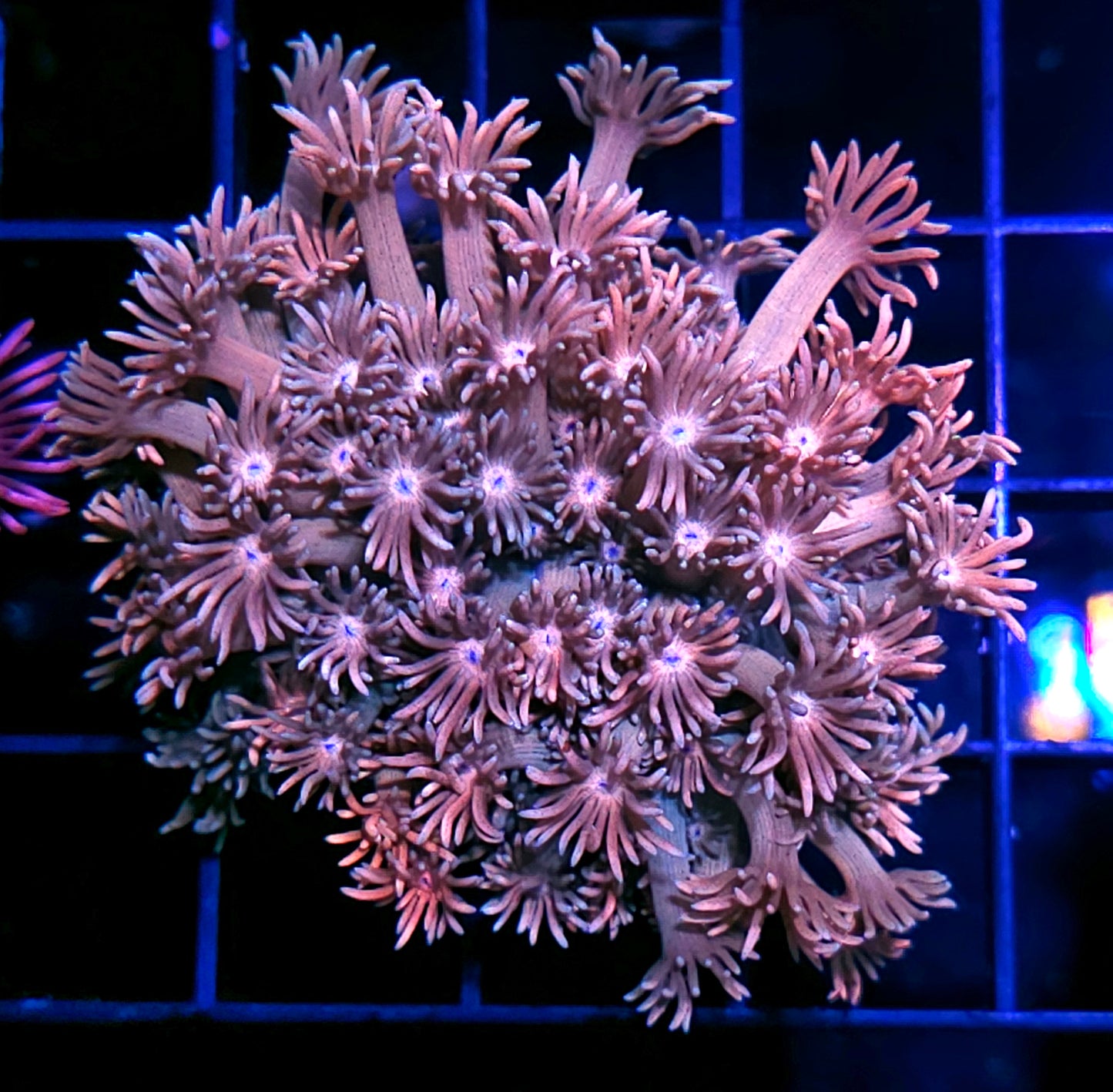 Legacy Goniopora Colony 🤤