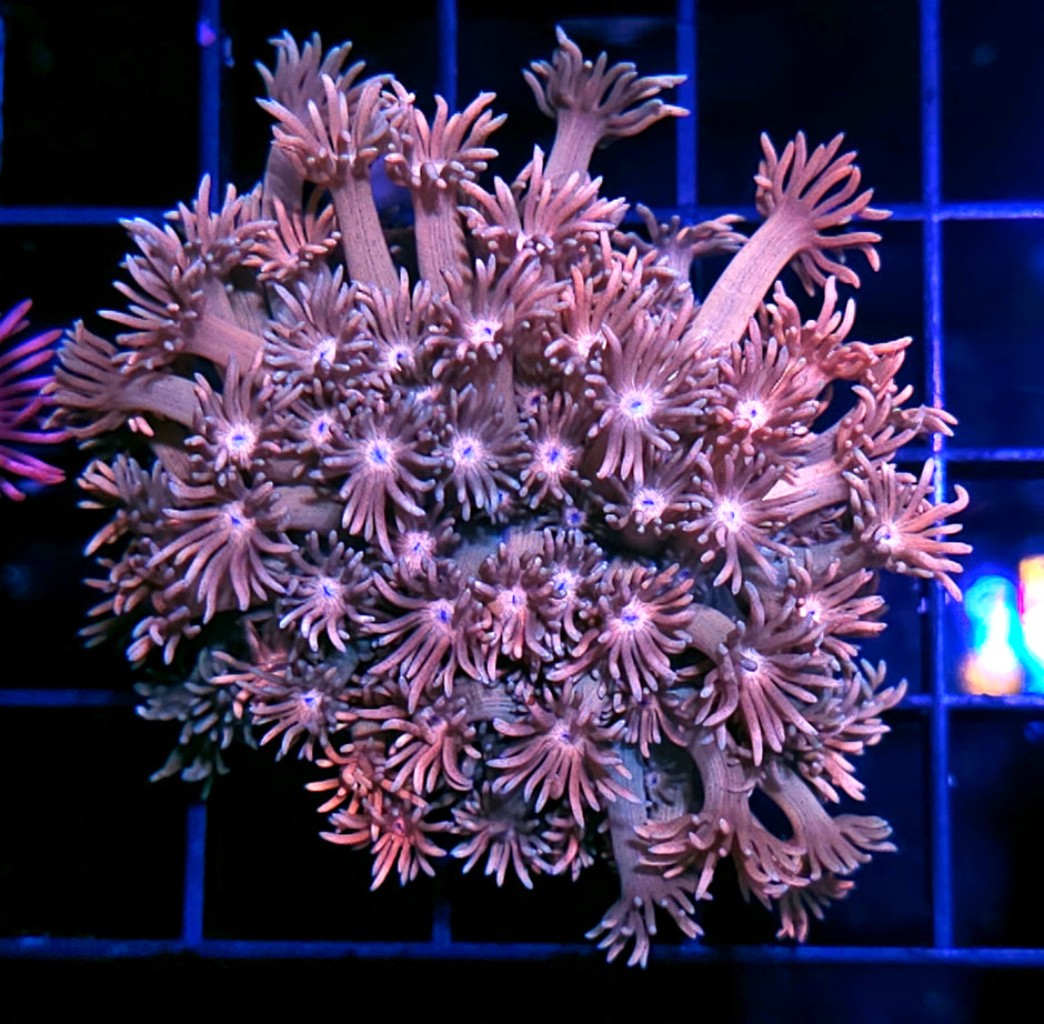 Legacy Goniopora Colony 🤤