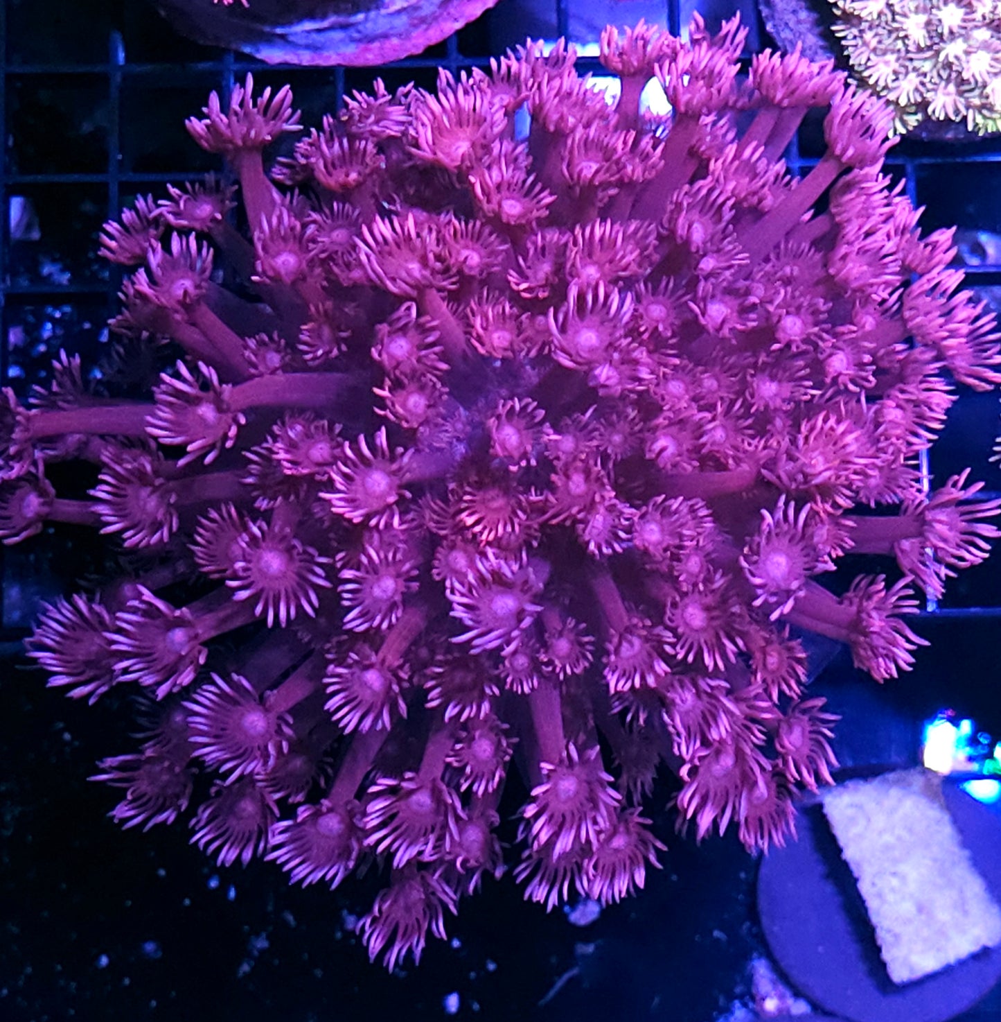Mauve Madness Goniopora Colony OPENS BIG
