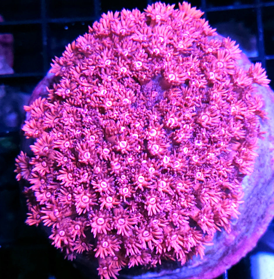 Iced Eyes Goniopora Colony INSANE