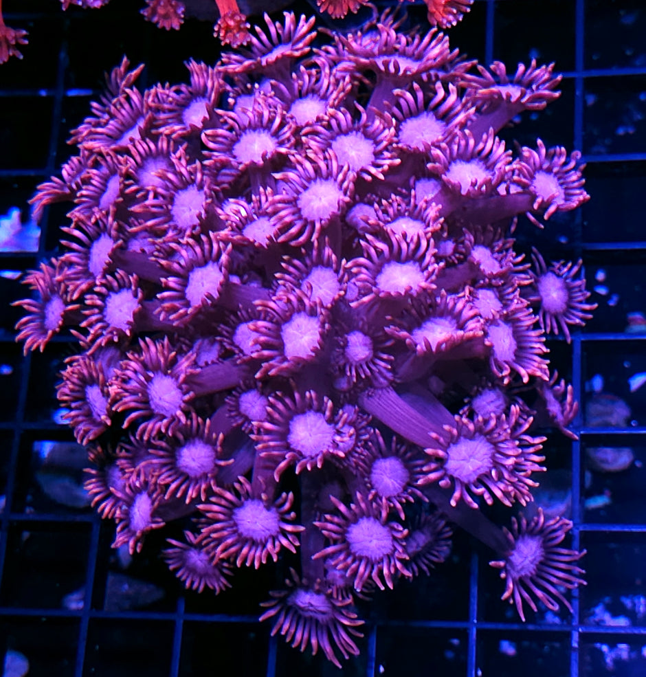 Pink Sunflowers Goniopora Colony