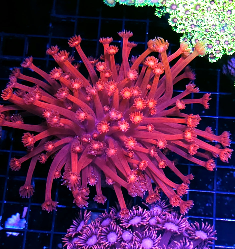 Blood Lust Goniopora Colony