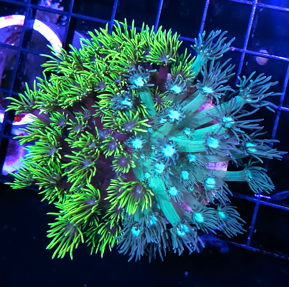 2 Face Insane Grafted Goniopora Colony