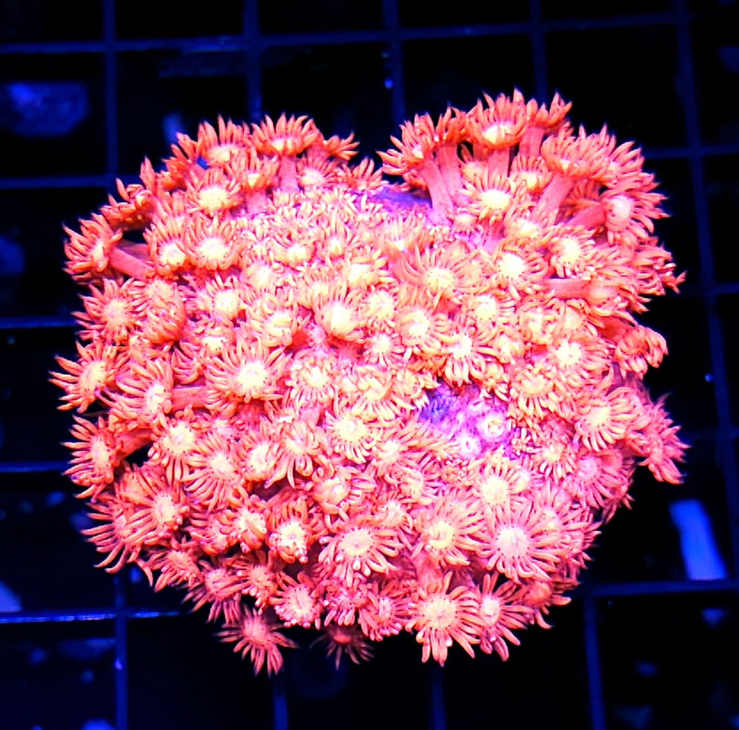 Electric Pink Goniopora Colony