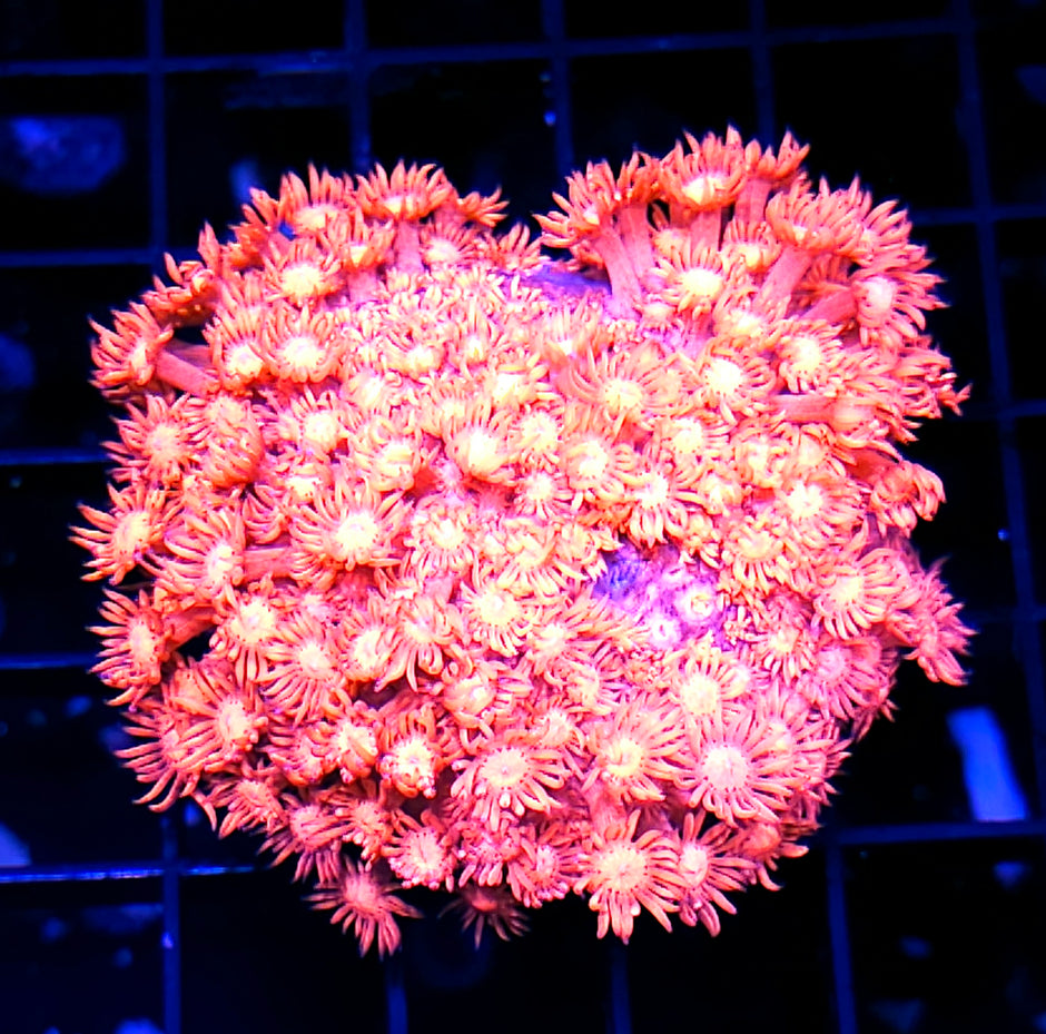 Electric Pink Goniopora Colony